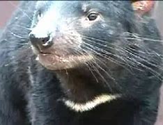 he will give the devil his due